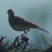 African Pipit